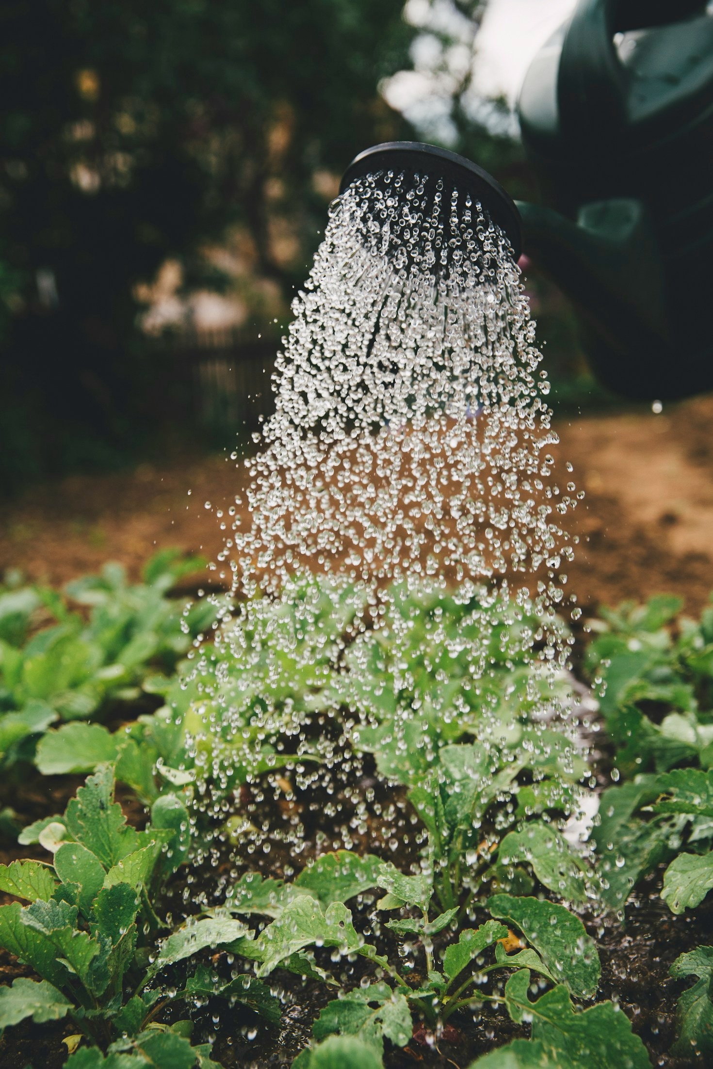 Empowering Farmers Through Technological Advancements