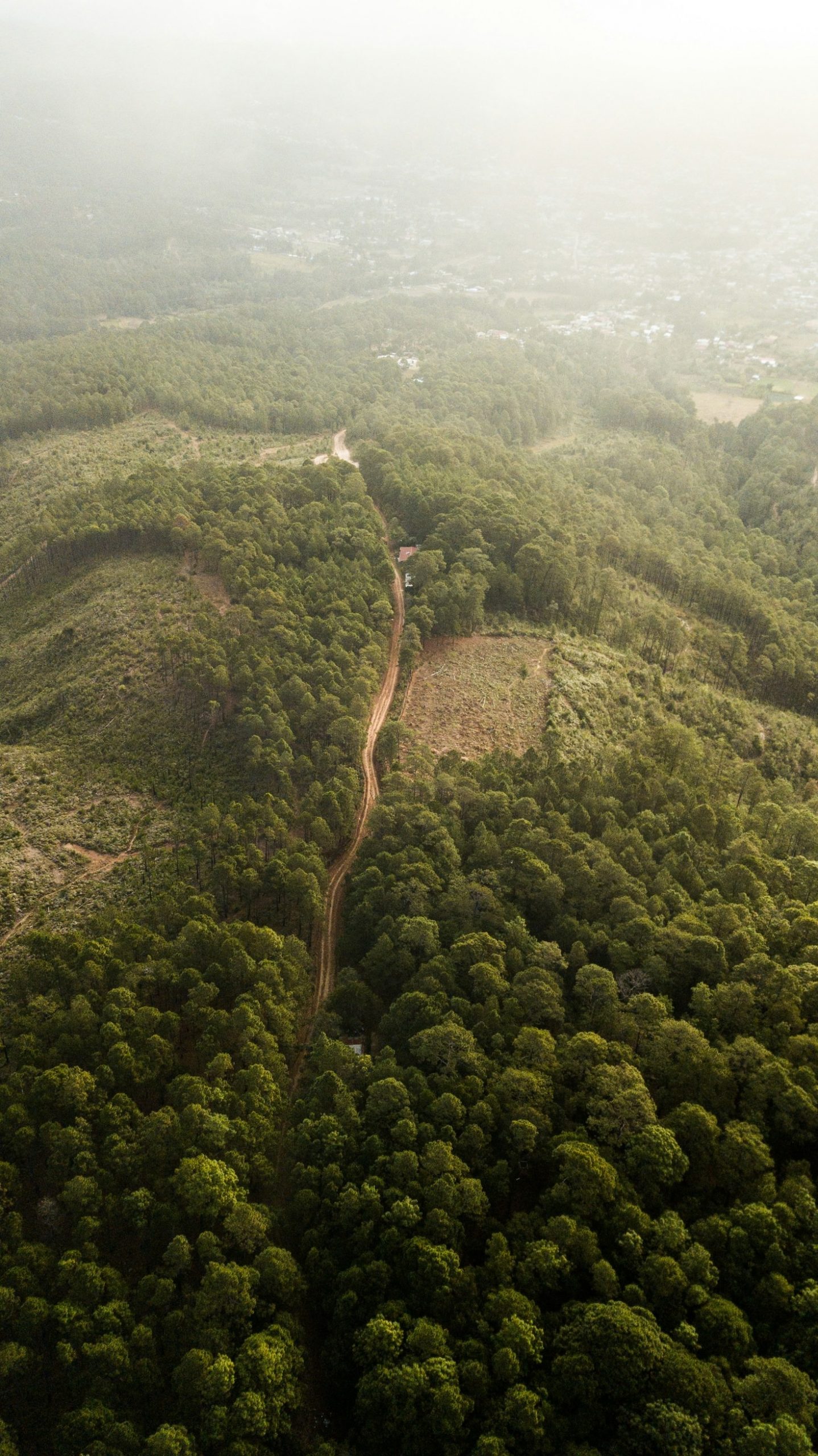 Why Collaboration Is Key in Agroforestry Innovations