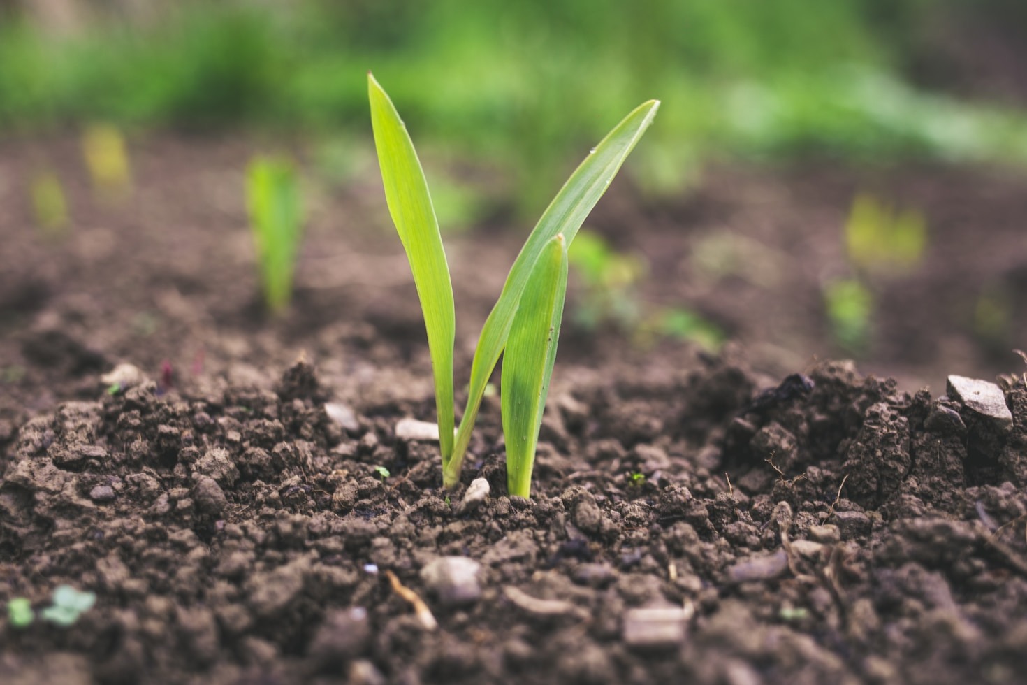 The Future of Agriculture: Where Land Meets Technology